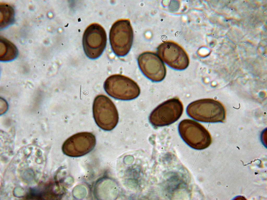 Kheops... Kephren...o ???  QUIZ